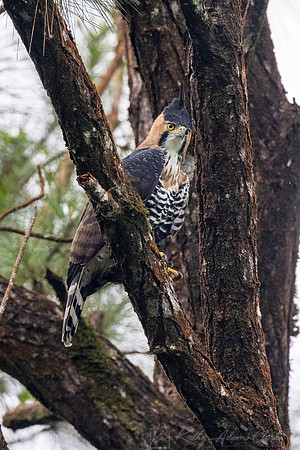 Ornate hawk-eagle KAC6643