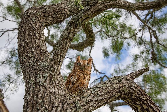 Eastern screech-owl KAC7675
