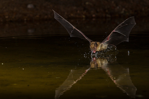 Big Brown Bat KAC0077