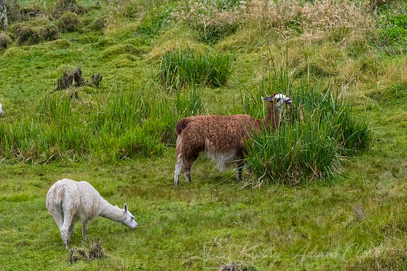 Llama KAC7675_3