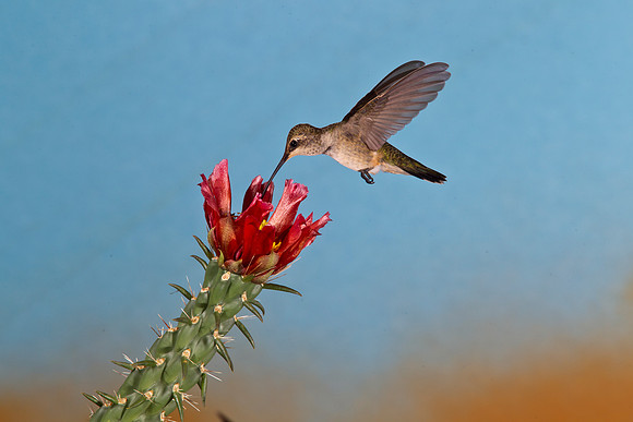 Black-chinned Hummingbird KAC1864