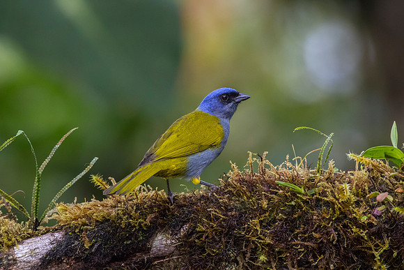 Blue-capped tanager KAC9858