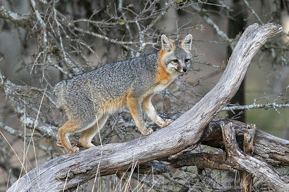 Gray fox KAC2111