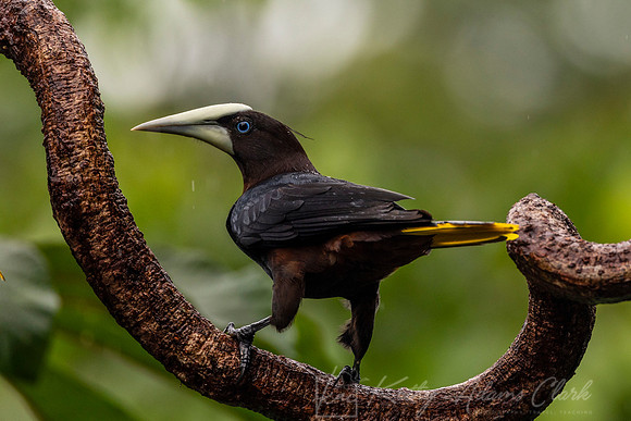 Chestnut-headed oropendola KAC6725