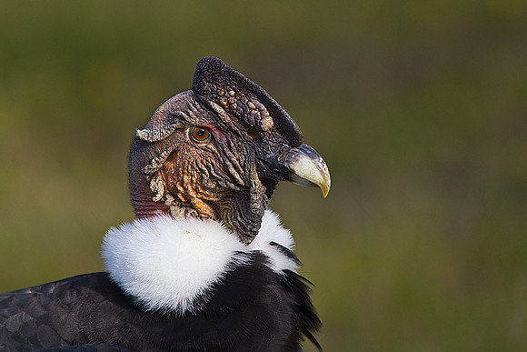 Andean condor KAC1136