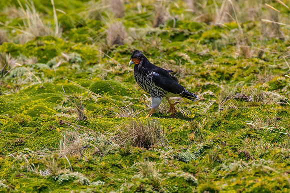 Carunculated caracara KAC8736
