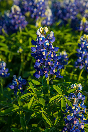 Texas Bluebonnet KAC0812