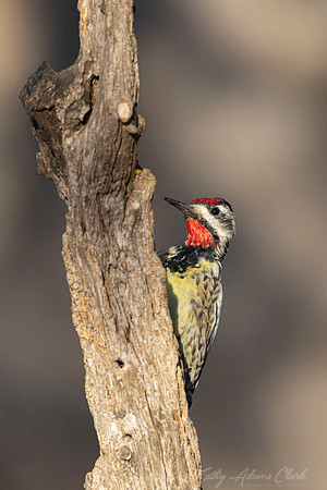 Yellow-bellied sapsucker KAC1719