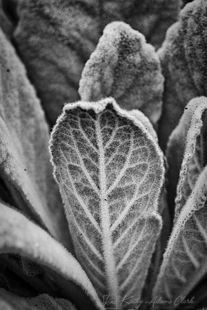 Common Mullein KAC7724
