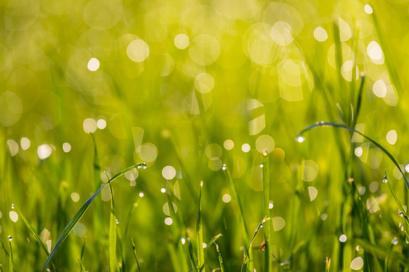 Grass Morning Spring KAC0593