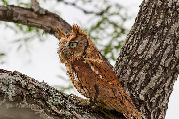 Eastern screech-owl KAC7325