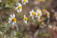 Blackfoot Daisy KAC9105