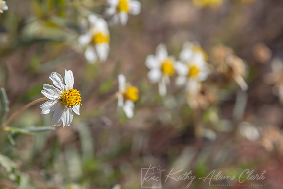 Blackfoot Daisy KAC9105