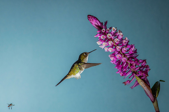 Booted racket-tail hummingbird KAC0473