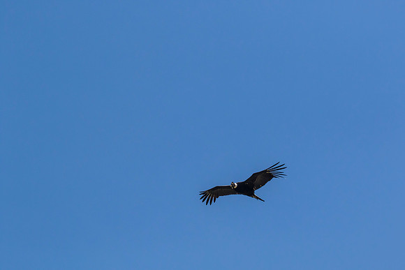 Andean Condor KAC8487