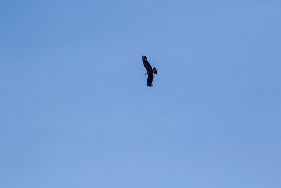 Andean Condor KAC8441