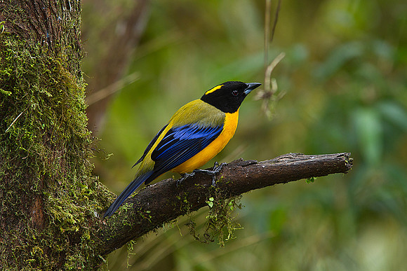 Black-chinned mountain-tanager KAC9911