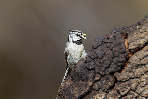 Bridled titmouse KAC8735