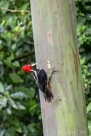Pale-billed woodpecker KAC6492
