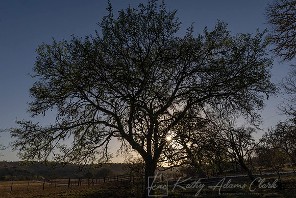 Tree sunset starburst KAC0157