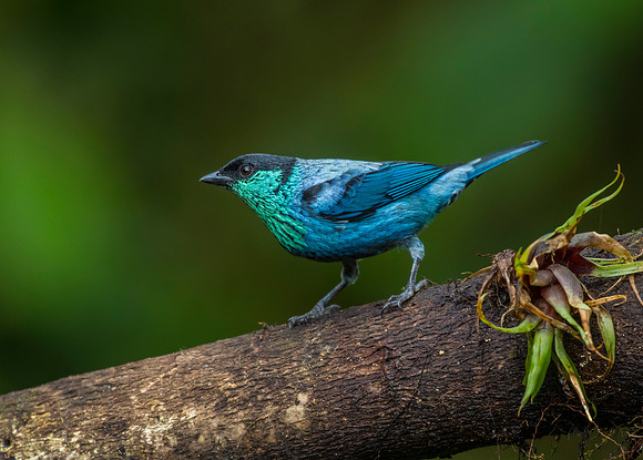 Black-capped tanager KAC0014