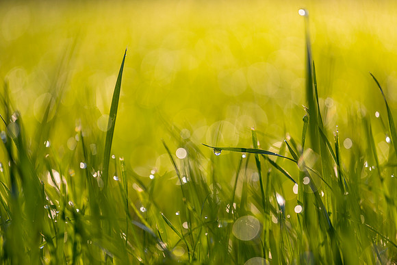 Grass Morning Spring KAC0558