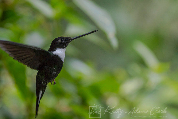 Collared inca hummingbird KAC8187