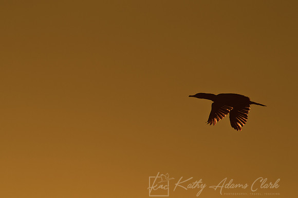 Double-crested cormorant KAC1462