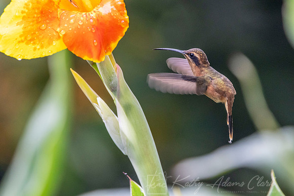 Stripe-throated hermit KAC6676