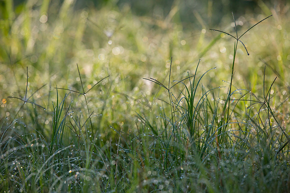 Summer Grasses KAC2756