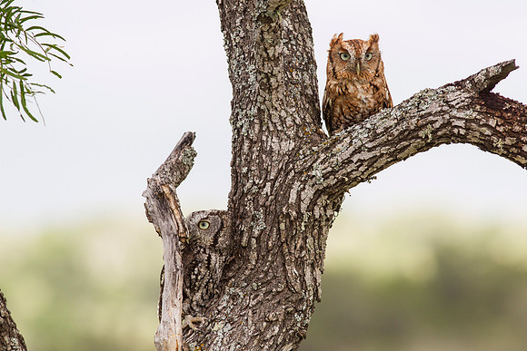Eastern screech-owl KAC7362