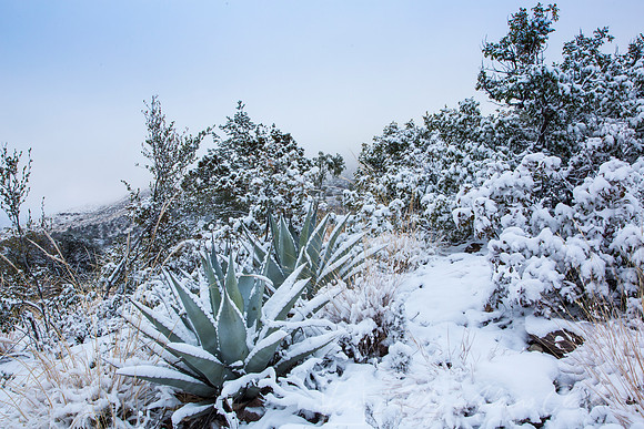 Havard Agave Snow KAC0680