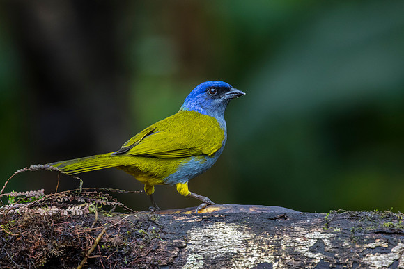 Blue-capped tanager KAC9847
