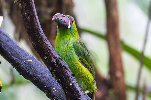 Crimson-rumped toucanet KAC9707