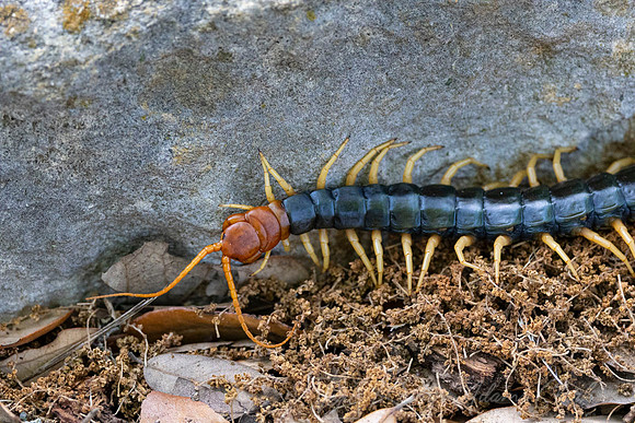 Texas Redheaded Centipede KAC1115