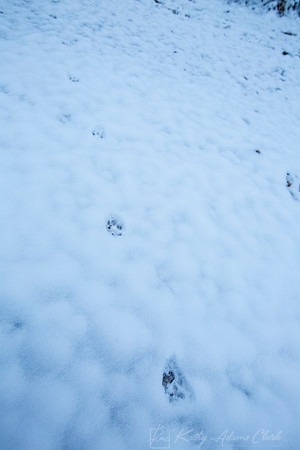 Tracks snow KAC0025