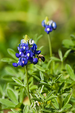 Bluebonnet with bee KAC6879