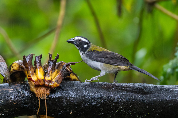 Black-winged saltator KAC0038