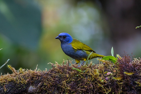 Blue-capped tanager KAC9823