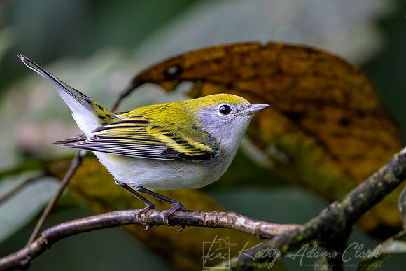 chestnut-sided warbler KAC6239
