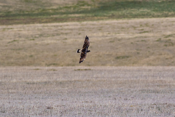 Carunculated caracara KAC8572