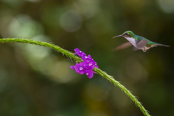 Booted racket-tail hummingbird KAC9693