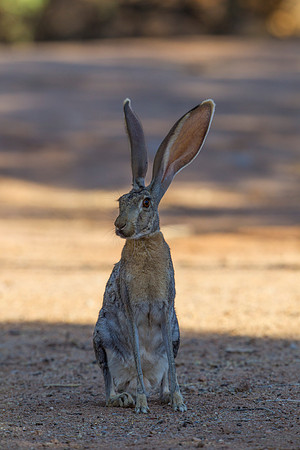 Antelope jackrabbit KAC8860