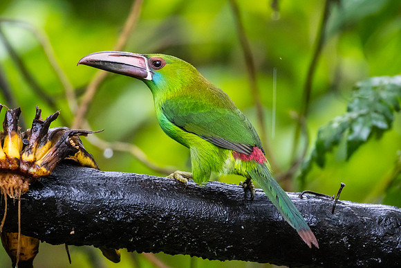 Crimson-rumped toucanet KAC0024