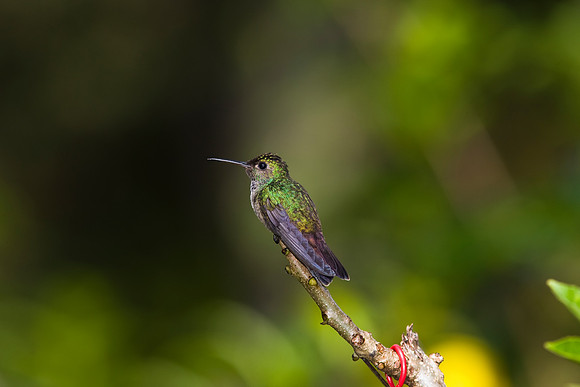 blue-chested hummingbird KAC5445