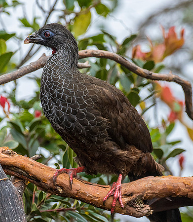 Andean guan KAC9210