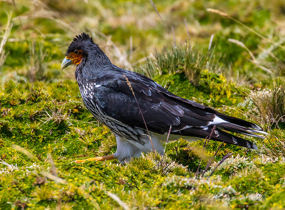 Carunculated caracara KAC8744