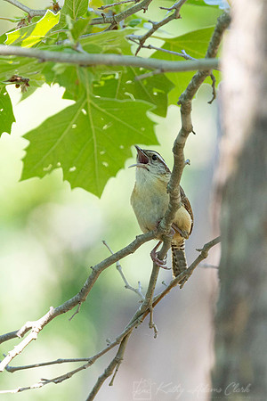 Carolina wren KAC1299