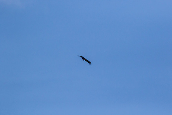 Andean Condor KAC8311