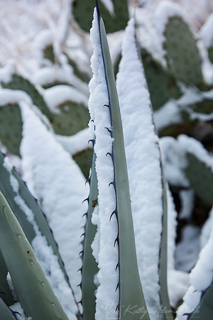 Havard Agave Snow KAC0052